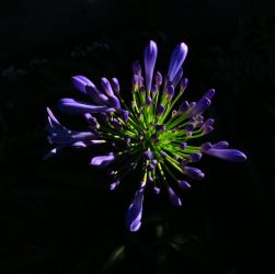 Flower, featured, flower background — Atomic Wallet: Effortless Crypto Management at Your Fingertips