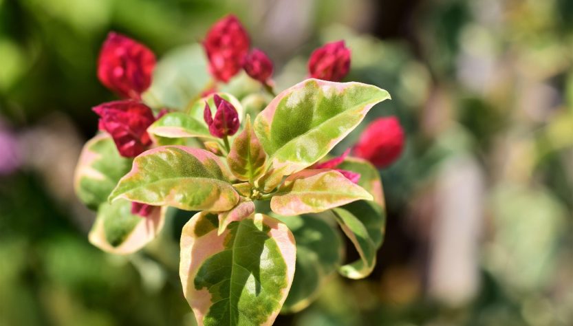 Bougainvillia, bloom red, leaves white green — Atomic Wallet: Your Pathway to Effortless Crypto Management