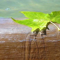 Water, brunne, leaf — Experience Seamless Transactions with Ledger Live Today