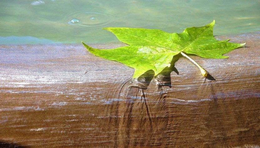 Water, brunne, leaf — Experience Seamless Transactions with Ledger Live Today