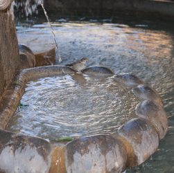 Water feature, fountain, bird — Experience Superior Crypto Management with Ledger Live