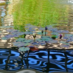 Water, pond, nature — Experience the Best of Crypto with Ledger Live