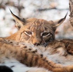 Feature, nature, the eurasian lynx — Experience the Future of Crypto with Ledger Live