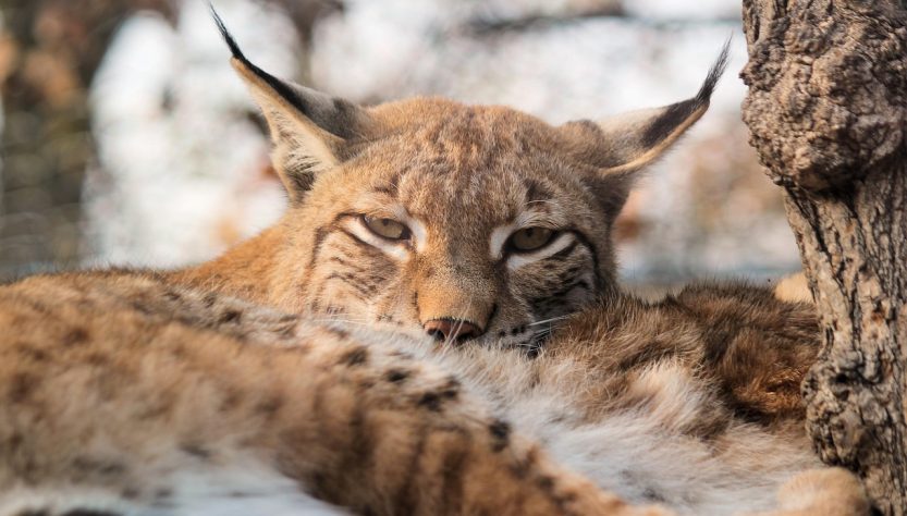 Feature, nature, the eurasian lynx — Experience the Future of Crypto with Ledger Live
