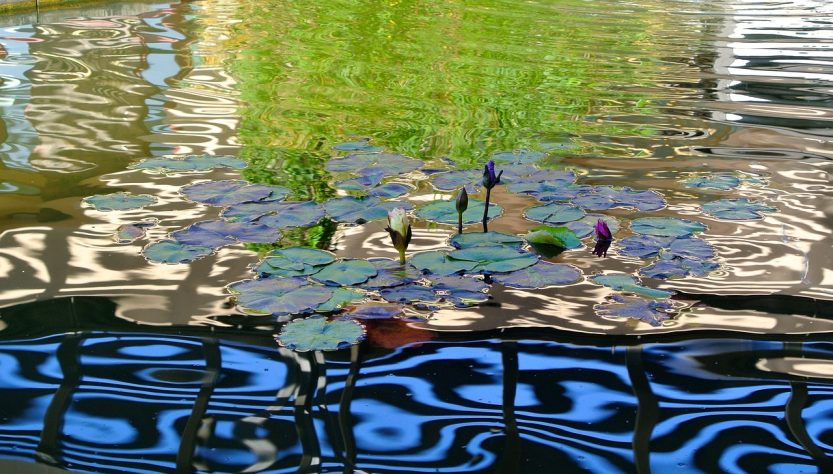 Water, pond, nature — Harnessing the Power of Bscscan for Smart Trading Decisions