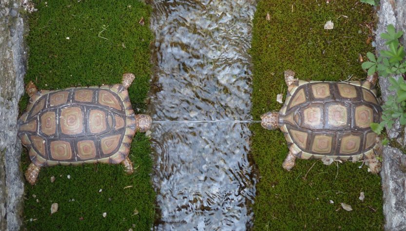 Water feature, turtles, hellbrunn — How Bscscan Enhances Your Crypto Trading Experience
