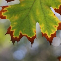 Winter, nature, leaf — How Bscscan Revolutionizes Cryptocurrency Data Analysis
