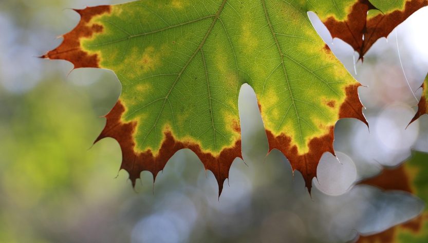 Winter, nature, leaf — How Bscscan Revolutionizes Cryptocurrency Data Analysis