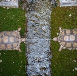 Water feature, turtles, hellbrunn — How Bscscan Revolutionizes Your Crypto Trading Experience