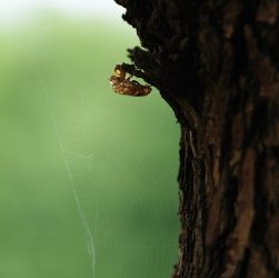 Cicada, insect, close up — Maximize Your Crypto Gains with Raydium Swap Solutions