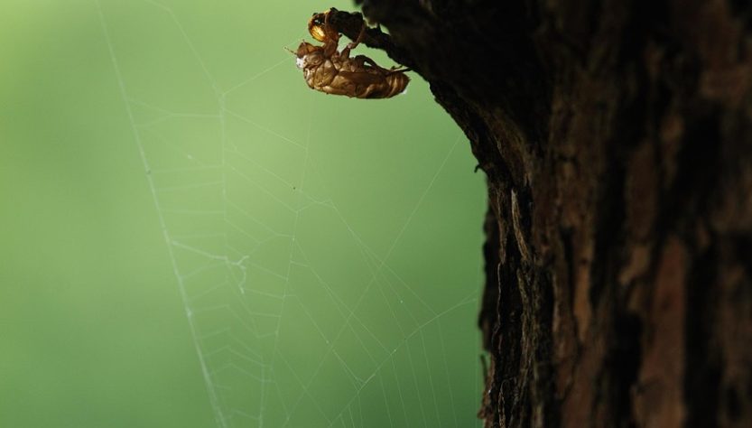 Cicada, insect, close up — Maximize Your Crypto Gains with Raydium Swap Solutions