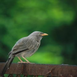 Black, nature, wildlife — Unleashing the Potential of Jupiter Swap for Traders